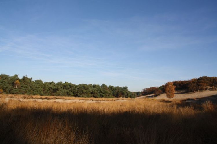 Natuurgebied de Bedafse Bergen