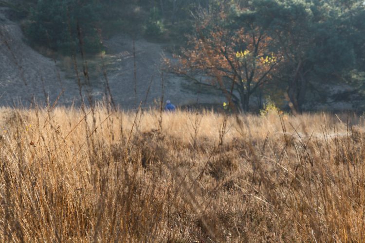 Natuurgebied de Maashorst