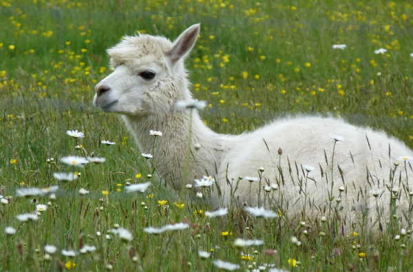 Alpaca Boerderij Vorstenbosch Brabant