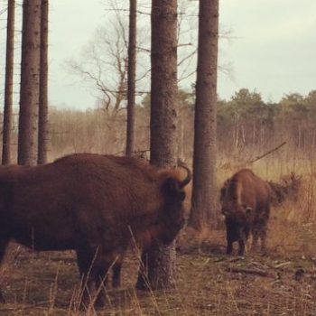 wisenten in de maashorst