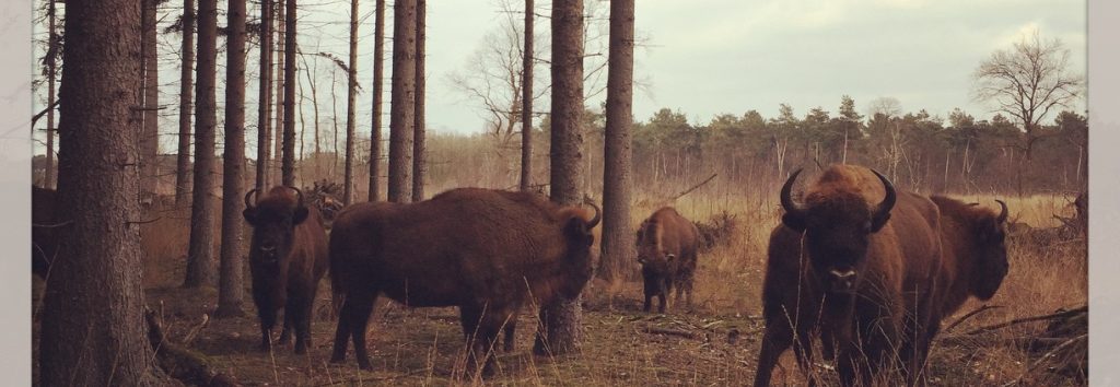 wisenten in de maashorst